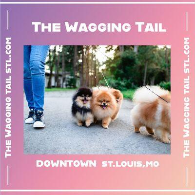 The Wagging Tail