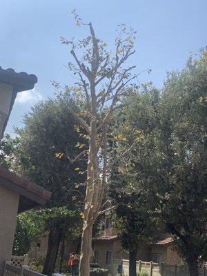 Discount Tree Service