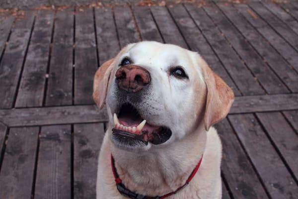 Sterling Veterinary Svcs - House calls