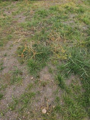 Flores Brothers Landscaping