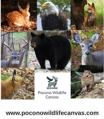 Pocono Wildlife Canvas