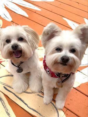 Debbie's Pet Grooming