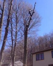 A-1 Tree Service