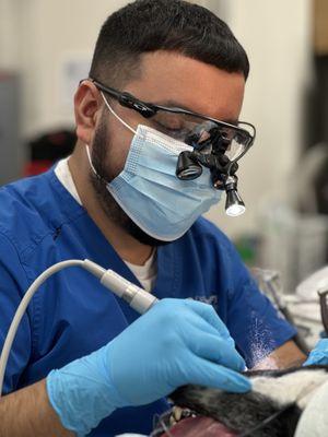 Carefree Dentistry and Oral Surgery for Animals