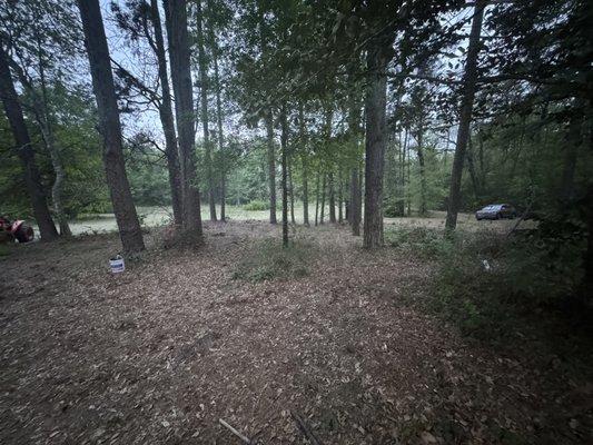 Aftermath of small tree and stump removal