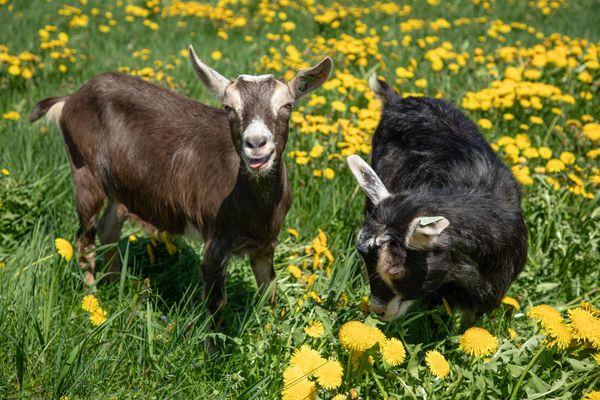 Boston Post Dairy, LLC