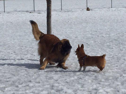 Central Bark at Northshire Park