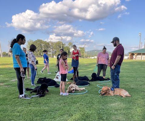 Dog Training Elite Huntsville