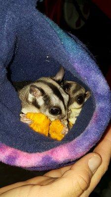 Romeo & Juliet enjoying a small snack