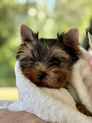 Boulevard Animal Hospital