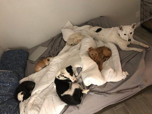 She Sleeps with Dogs