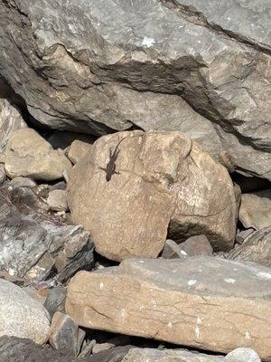 Walk On Beach Coastal Access Trail