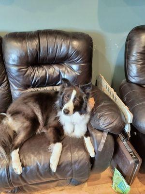 Zoomin Groomin - Davis County, UT