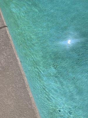 Gator Pools