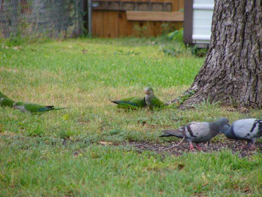 The Wild Parrots of East Austin