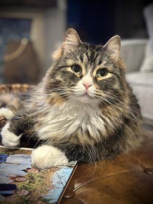 Dare to Dream Designs