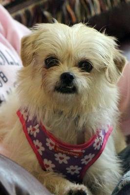 Muffin sure enjoys Staying at Wags n Tails