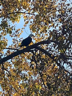 Got to see this bald Eagle on our fall foliage tour. What a bonus!