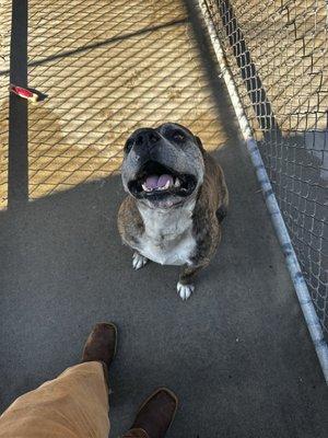 Alpha Canine Rehabilitation and Training