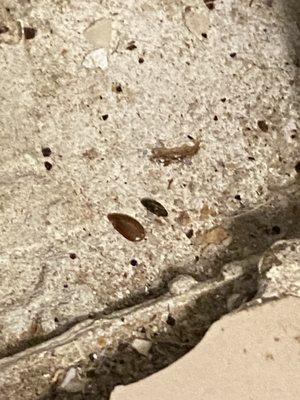 More roach bits by fridge