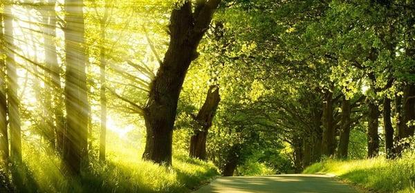 Therapeutic Source is Within You: it's the only source to Healing and Self-development.