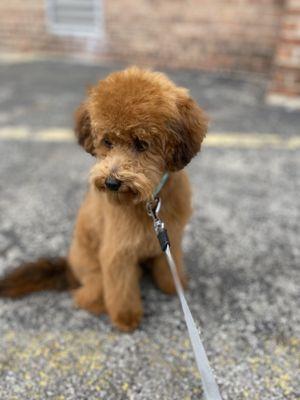 Pet Friendly Grooming Salon