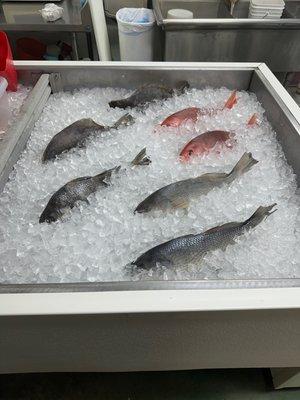 Fresh on ice Fish