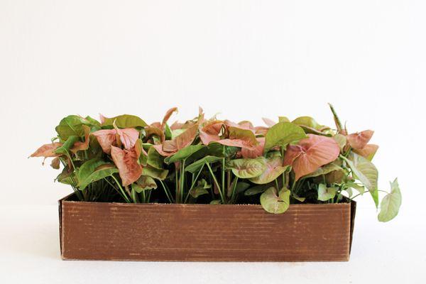 Who delivers wholesale plants in Orlando | Custom plant shipping trucks | Reliable plant transport for nurseries | Tropical plants in bulk