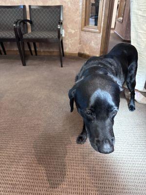 Their little service dang , Django!