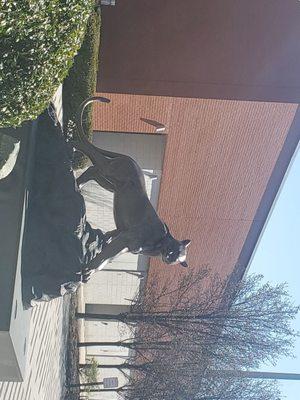 Adelphi University Gym
