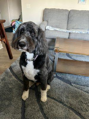 AKAS Doodles and Poodles