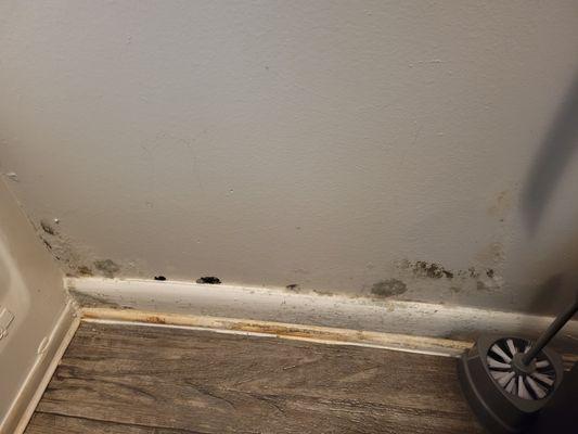 Mold found in bathroom 2 months after move in.