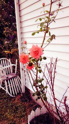 Revive and Thrive Solutions