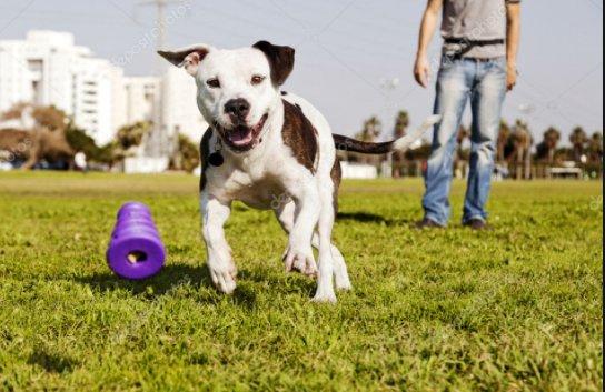 Rapid Results Dog Training