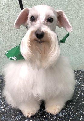 A Animal Inn-New Port Richey