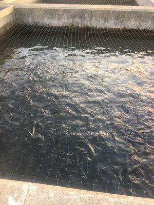 Decorah Hatchery