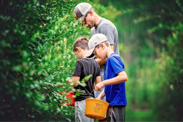 morning belle farms usda organic blueberries