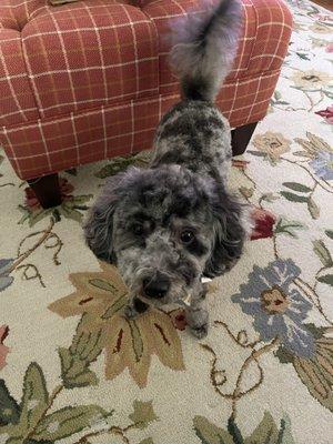 Phoenix Animal Hospital