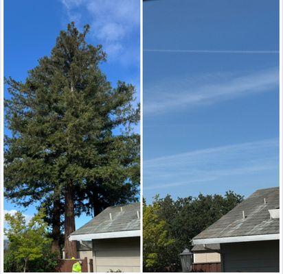 Cal-Line Tree Care