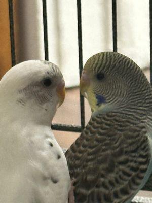 Divine Speech & Language Services