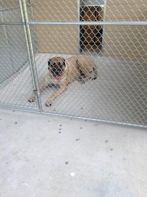 All Paws Pet Boarding and Daycare