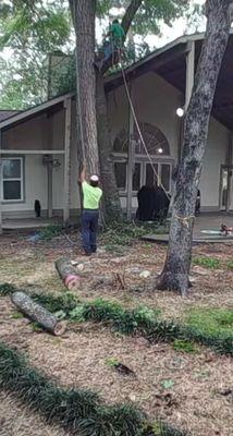 A - Z Wright's Tree Service