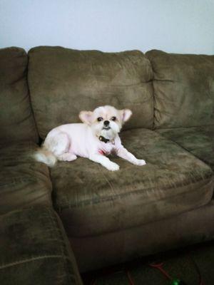 The green dog pet spa