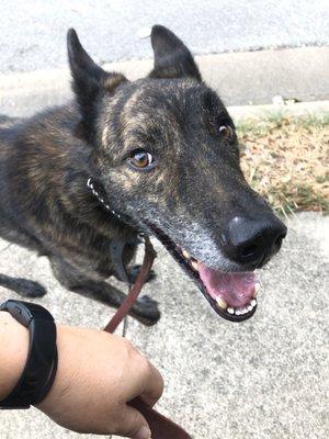 Lucky Star Dog Training and More