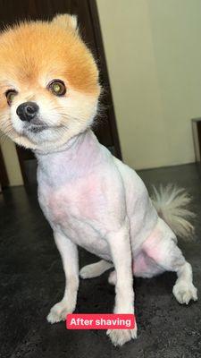 This is how they handed him back to me saying this was a "haircut". You can see the pink of his skin because they shaved him down so short.