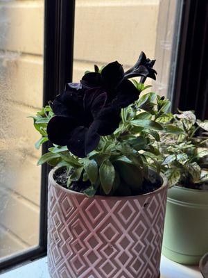 Petunia, Slingshot Black Magic. This plant is so unique and it's pollinator friendly! I love the velvety pedals.