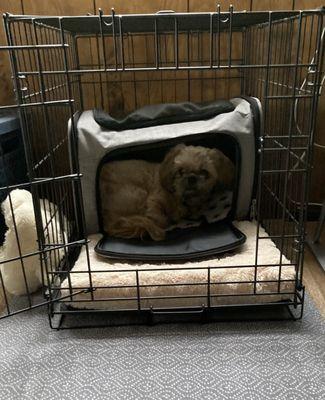 Affiliated Veterinary Emergency Service