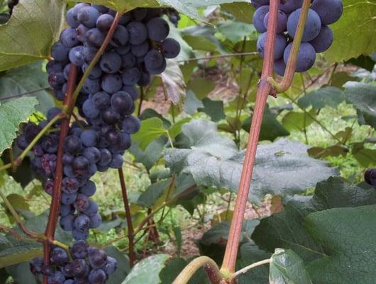 Beautiful ripe grapes grown at Baxter's Vineyards.