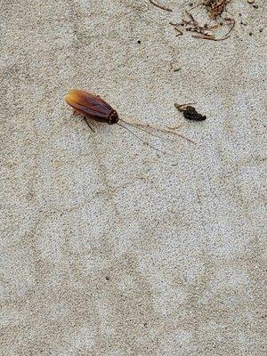 Eagle Rock Apartments at Woodbury