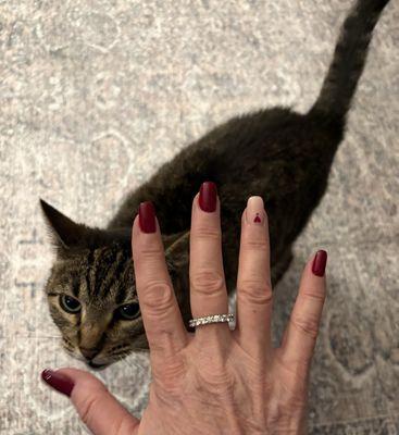 My cat loves my new nails, too!